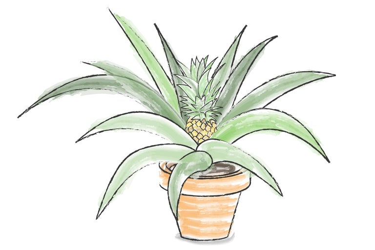 Plant d'ananas d'intérieur en pot