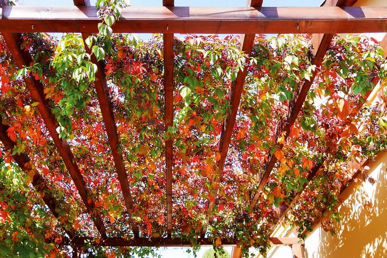 Pergola en bois avec vigne vierge comme protection solaire
