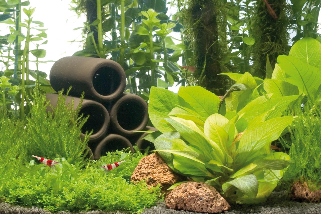 Aquarium avec plantes, tunnels décoratifs et crevettes