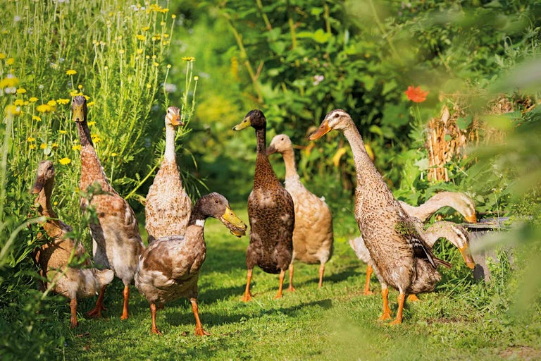 Eine Gruppe Indischer Laufenten steht auf einer grünen Wiese.