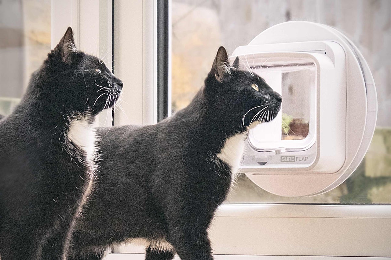 Zwei Katzen vor einer SureFlap Katzenklappe in einer Tür