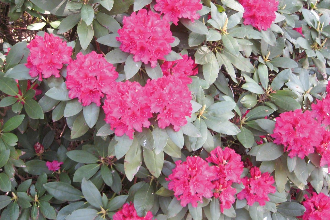 Gros plan d'un buisson de rhododendrons avec des fleurs roses et des feuilles vertes.