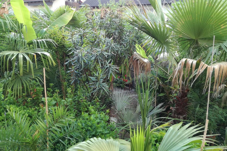 Üppiger Garten mit verschiedenen Palmen und Pflanzen.