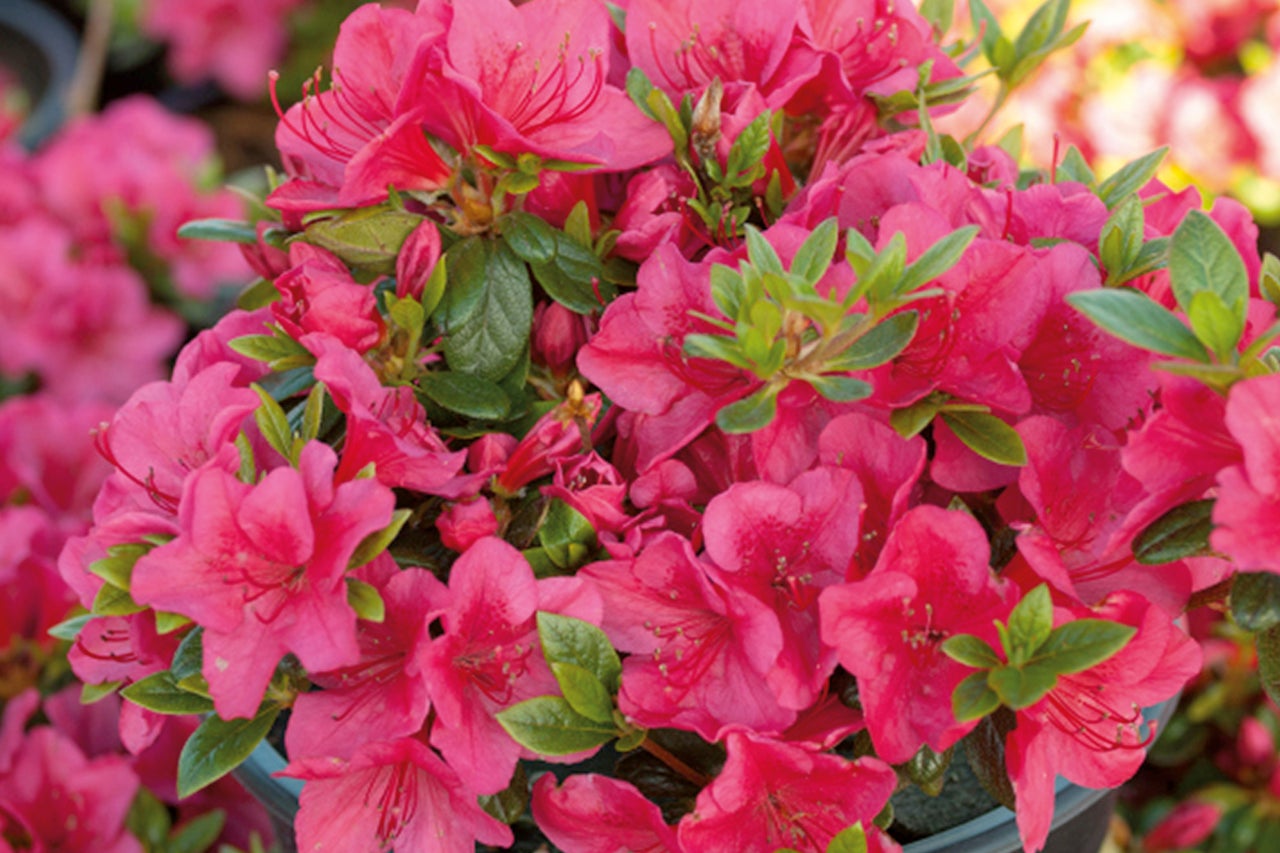 Azalée avec fleurs roses