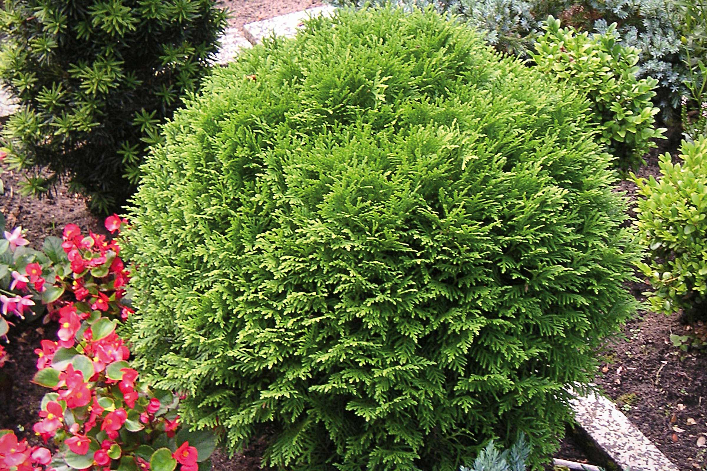 Thuya boule dans le jardin