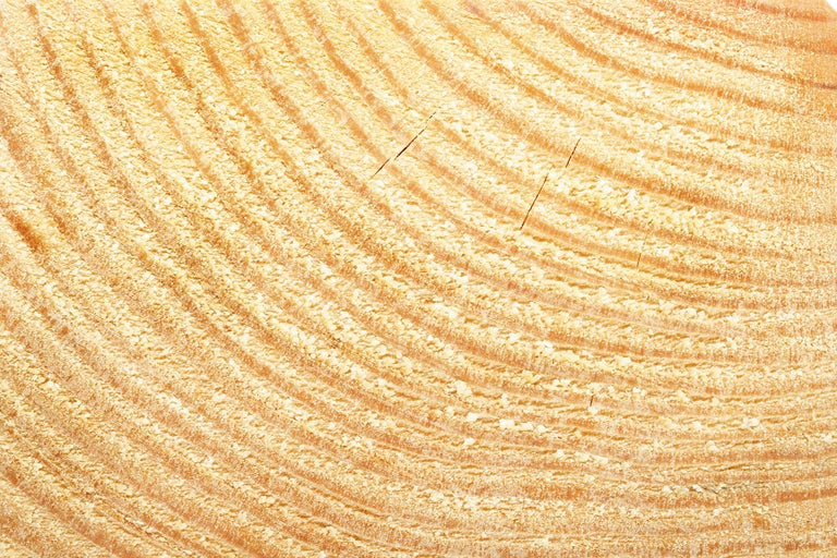 Coupe transversale du bois avec anneaux de croissance