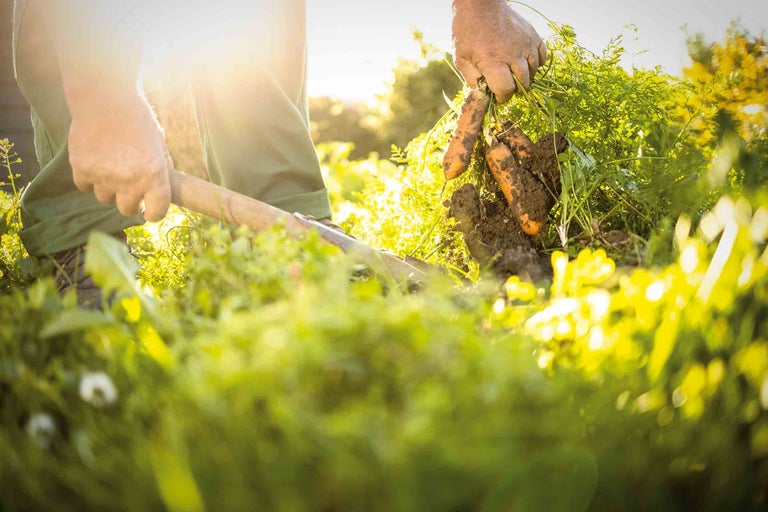 Permaculture dans le jardin