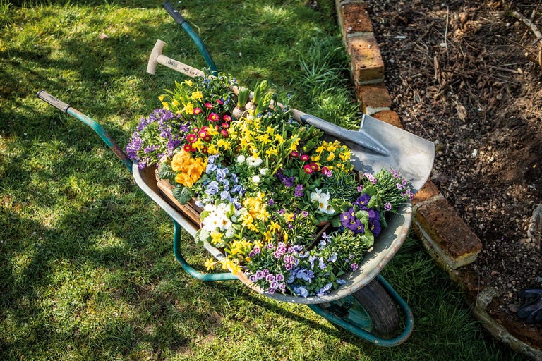 Blumen in einer Schubkarre mit Gartengeräten auf dem Rasen