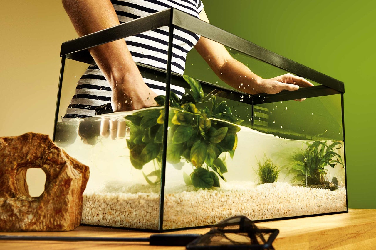 Aquarium avec eau, plantes et pierres décoratives
