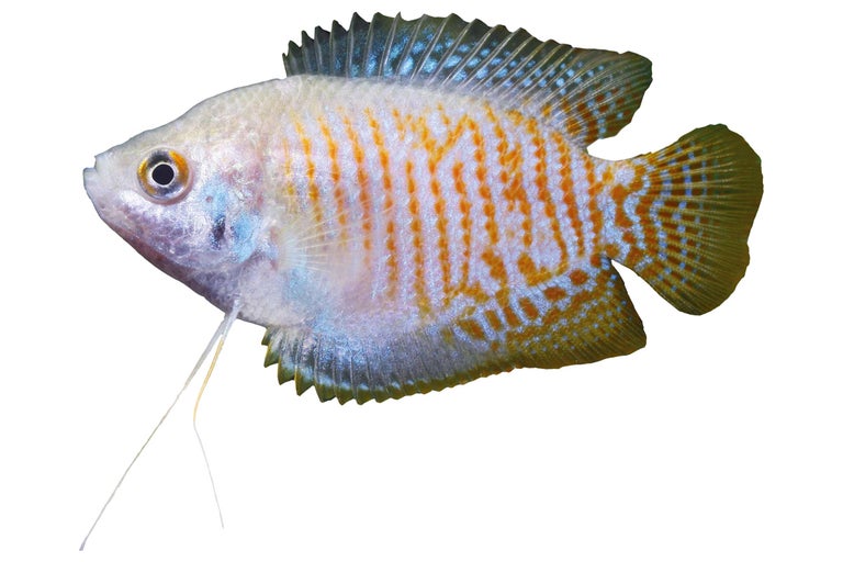 Goldener Fadenfisch für das Aquarium