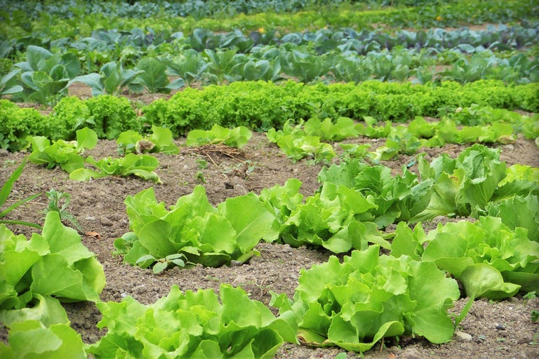 Potager avec laitue et chou