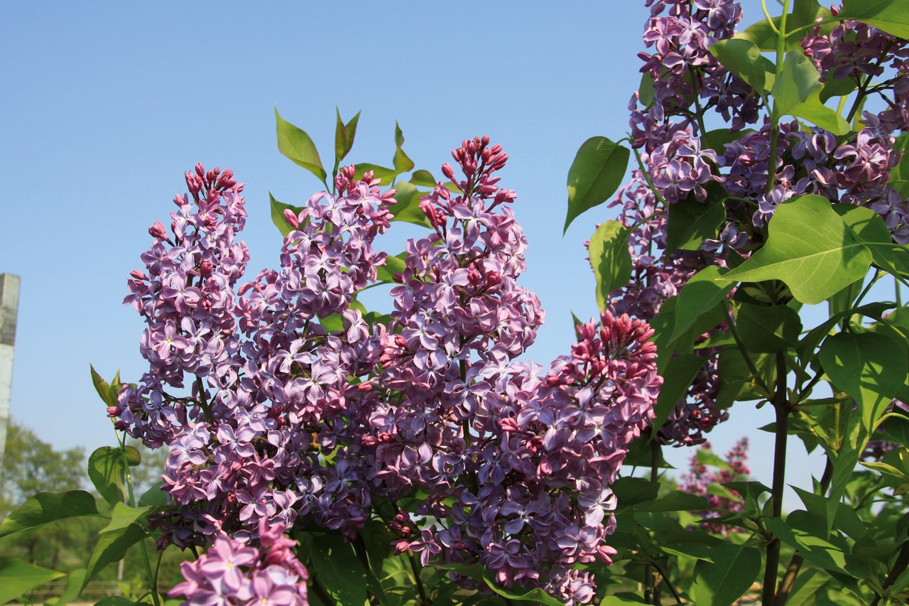 Gros plan sur des fleurs de lilas dans le jardin