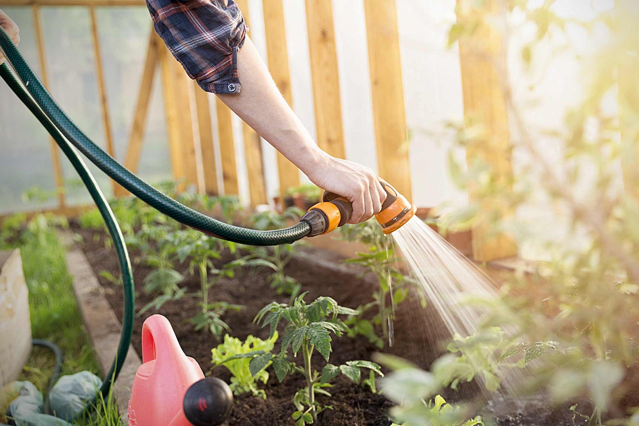 Eine Person bewässert Pflanzen in einem Gewächshaus mit einem Gartenschlauch.