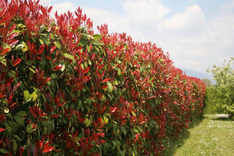 Im Bild ist eine dichte, immergrüne Glanzmispelhecke zu sehen, die als natürliche Grundstücksbegrenzung dient.