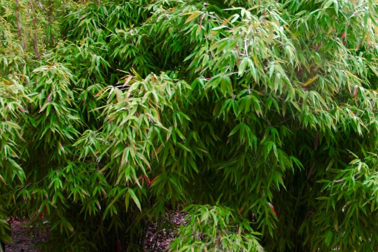 Haie de bambou dense avec des feuilles vertes pour le jardin