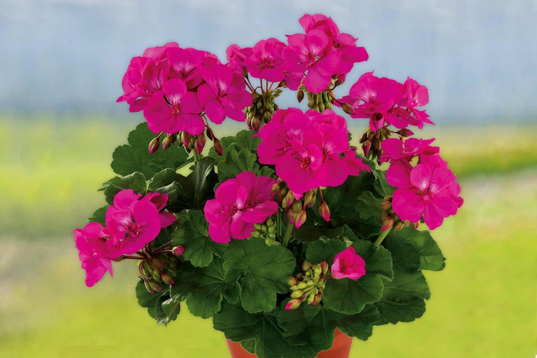 Géranium avec fleurs roses et feuilles vertes dans un pot