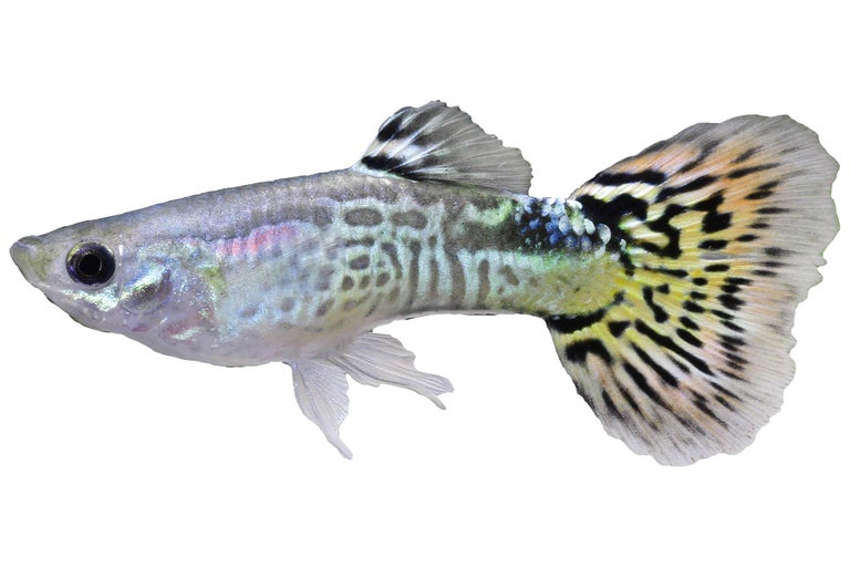 Einzelner Guppy Zierfisch
