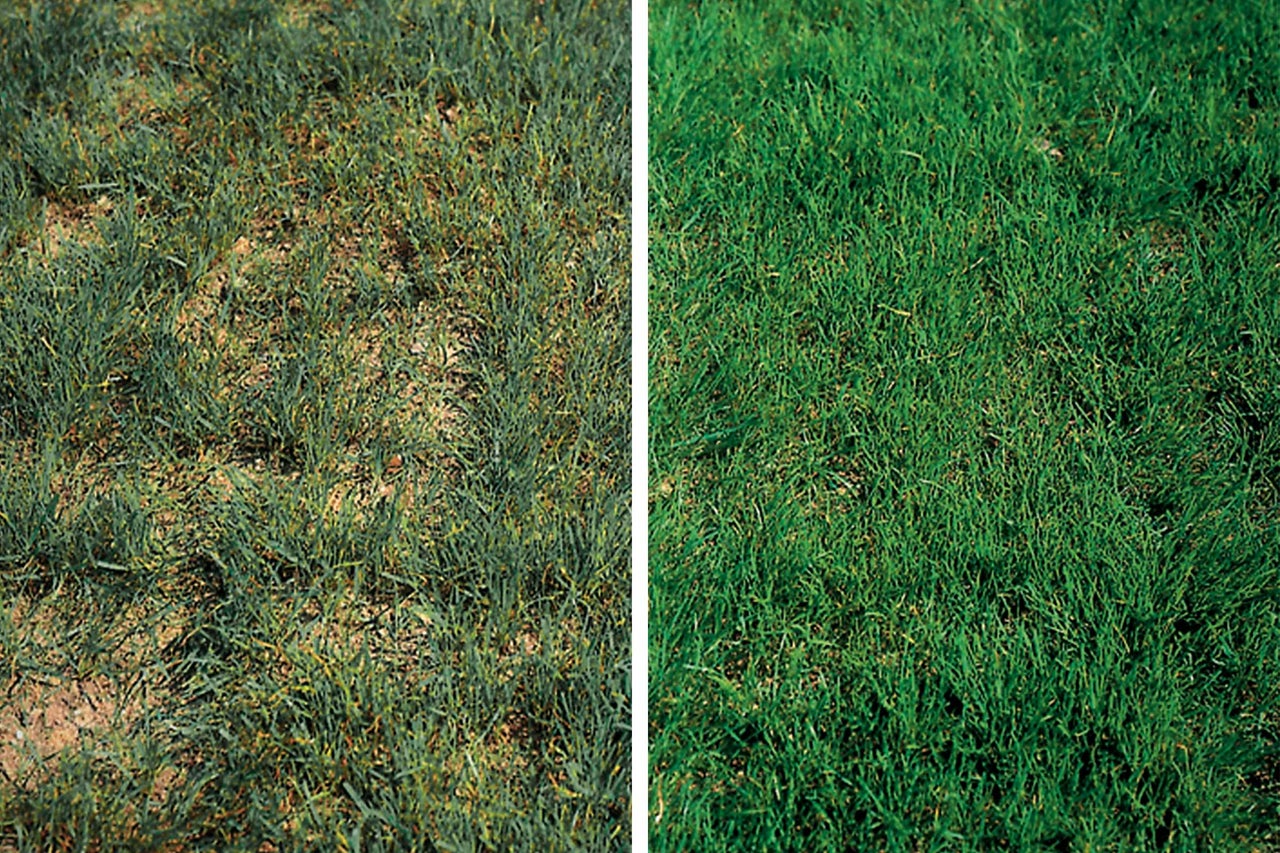 Vorher-nachher-Ansicht der Rasensanierung