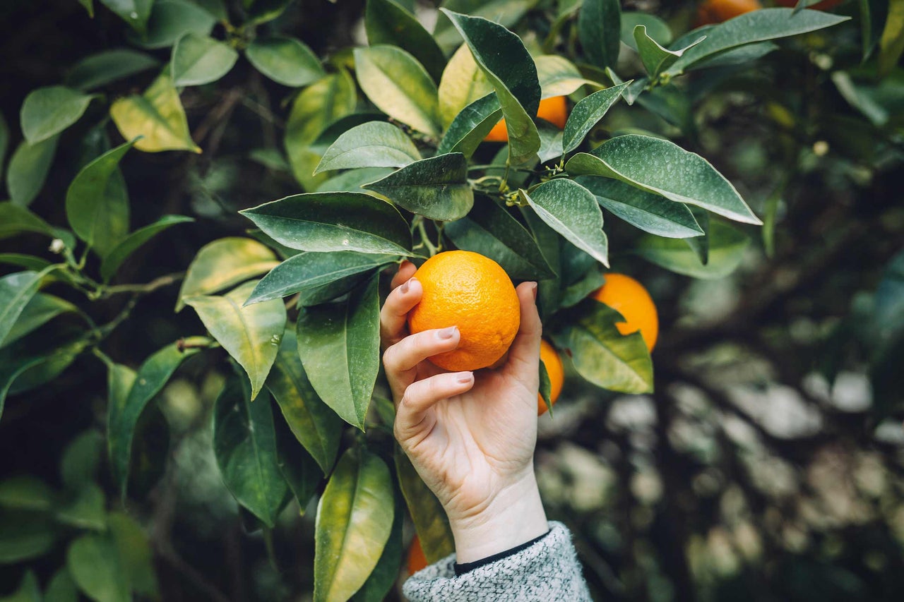 Hand pflückt Orange von Orangenbaum