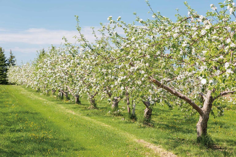 Rangée d'arbres fruitiers en fleurs dans une pépinière