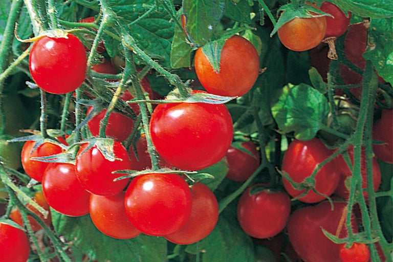 Gros plan de tomates cerises rouges sur la plante