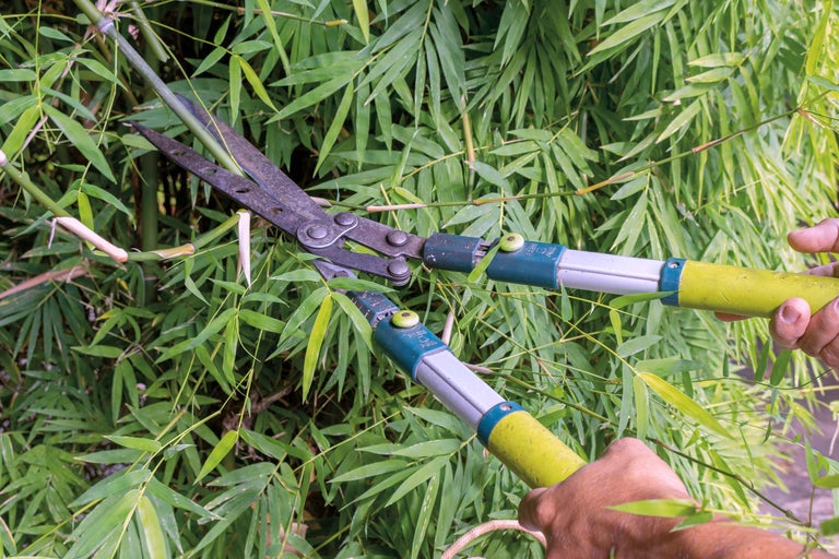 Couper du bambou avec un taille-haie