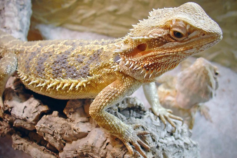 Bartagame auf einem Stück Holz