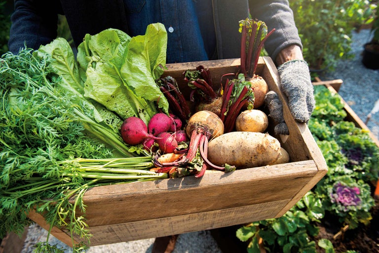 Une personne porte une caisse en bois remplie de légumes frais du jardin, notamment de la laitue, des radis et des betteraves.