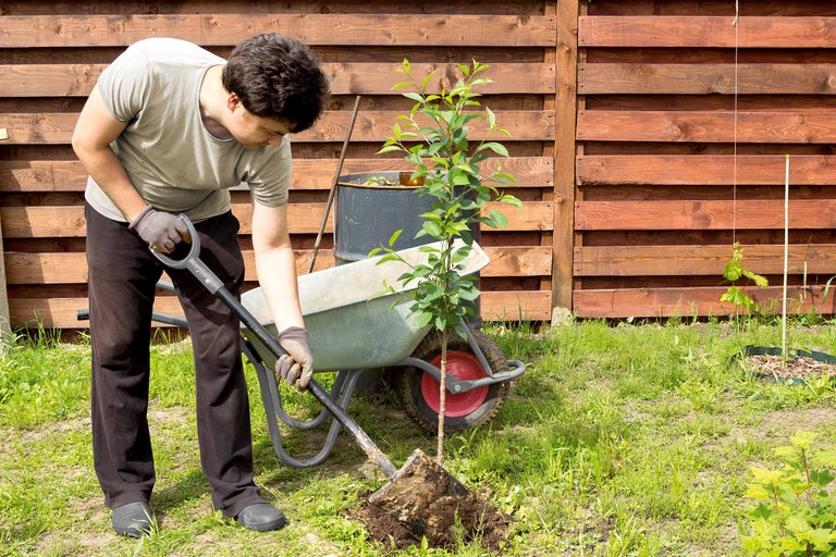 Une personne plante un arbre avec une bêche dans un jardin avec une clôture à l'arrière-plan.