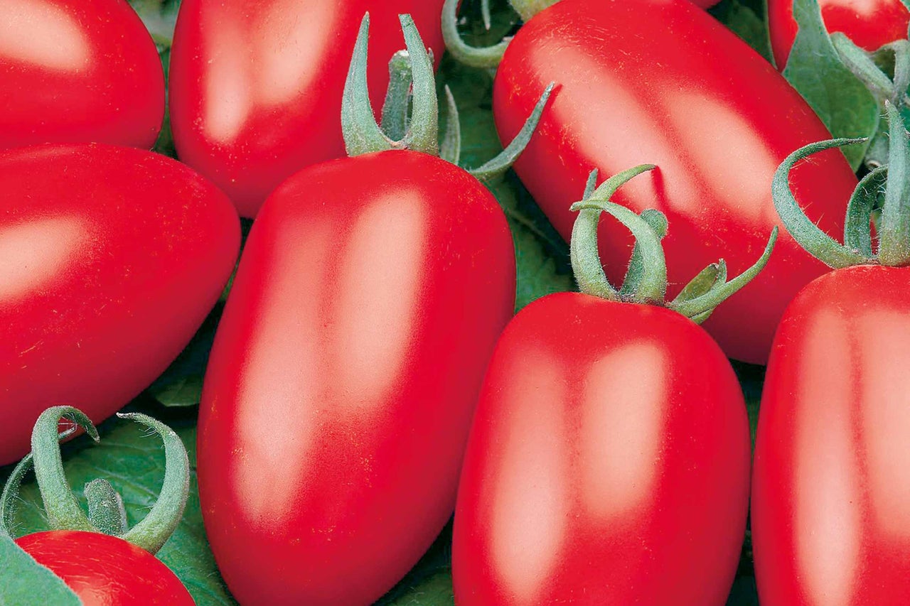 Tomates San Marzano sur feuilles