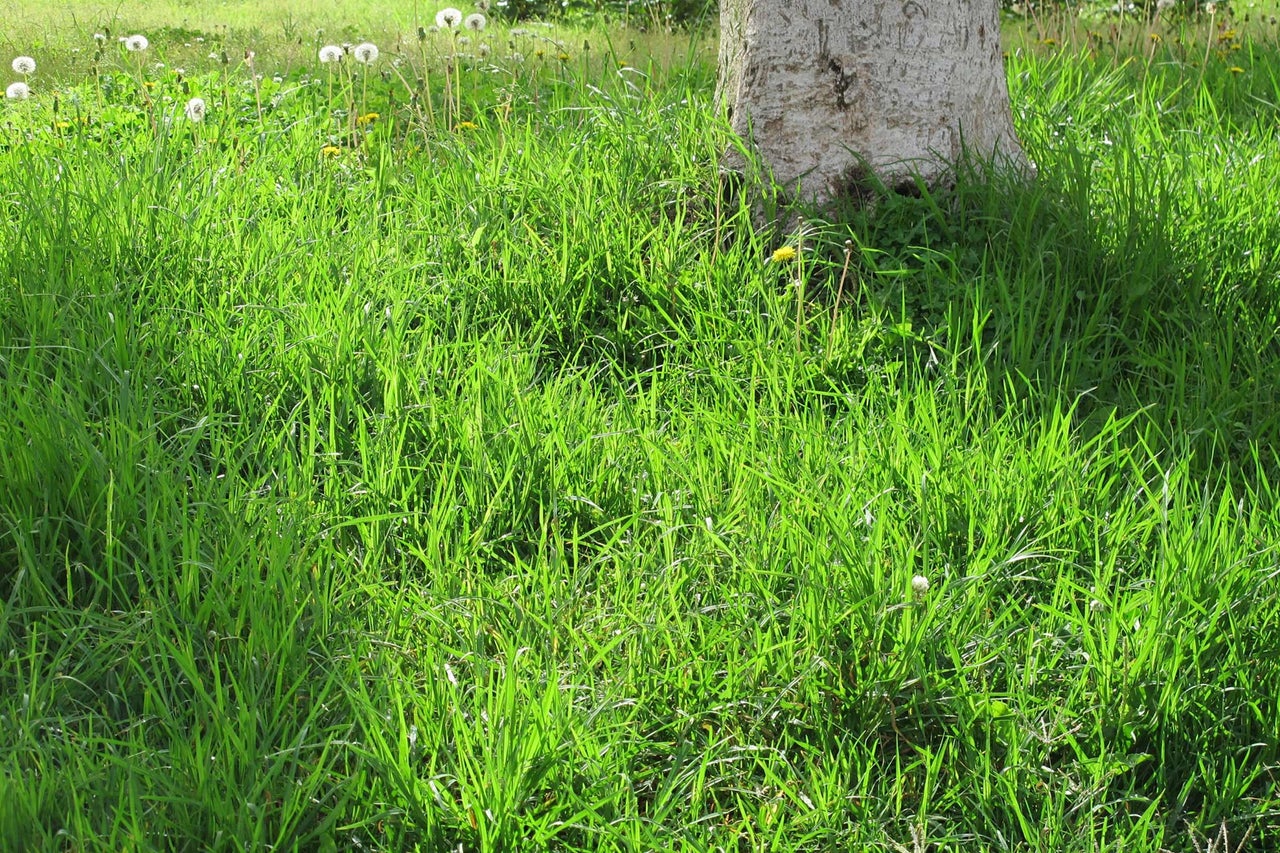 Prairie avec herbe et tronc d'arbre