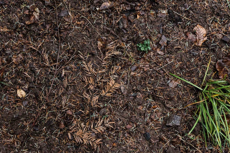 Erdboden mit Blättern und Nadeln