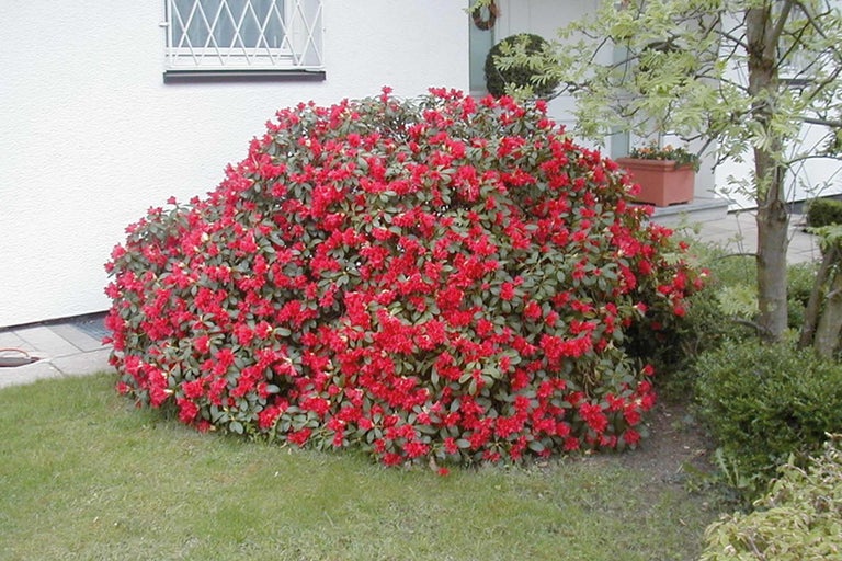 Rhododendron en fleurs dans le jardin