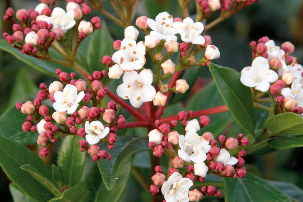 Gros plan sur des fleurs de viorne avec des bourgeons et des feuilles