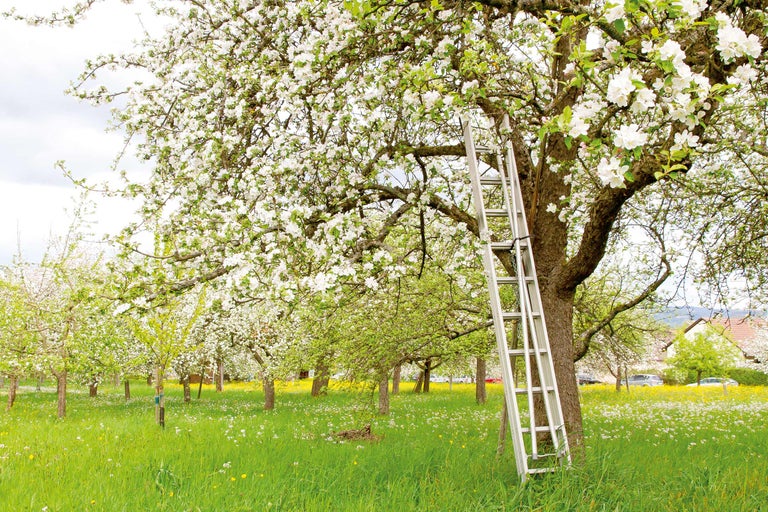 Arbre en fleurs avec échelle dans un verger