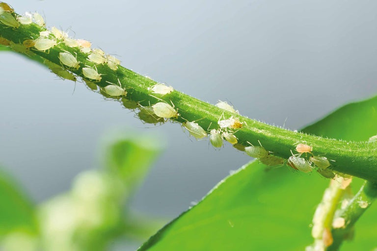 Gros plan de pucerons sur une tige de plante