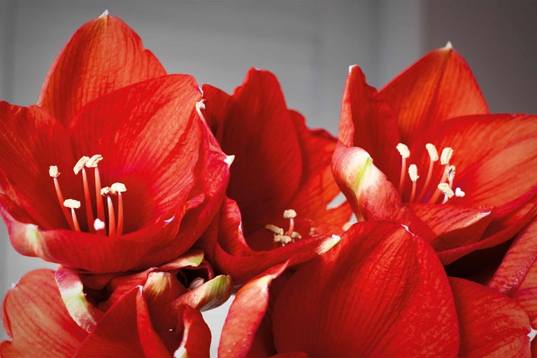 Amaryllis pflegen