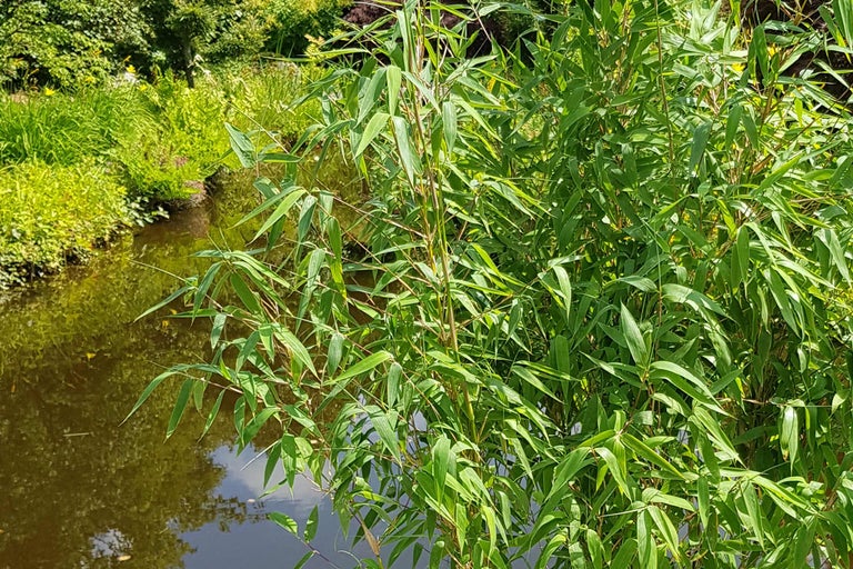 Plante de bambou au bord d'un cours d'eau dans le jardin.