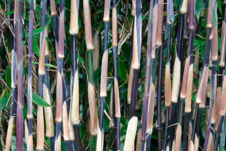 Gros plan sur du bambou noir avec des feuilles