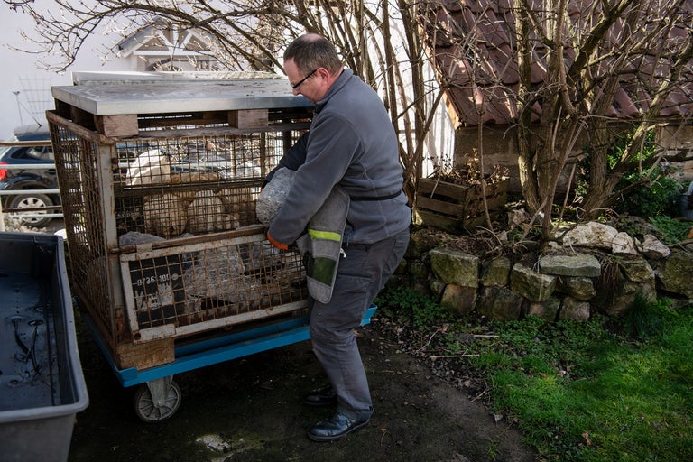 Un homme charge un chariot grillagé de pierres pour l'horticulture.