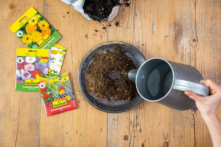 Préparation des semis avec des graines de fleurs, du terreau et un arrosoir sur une table en bois.