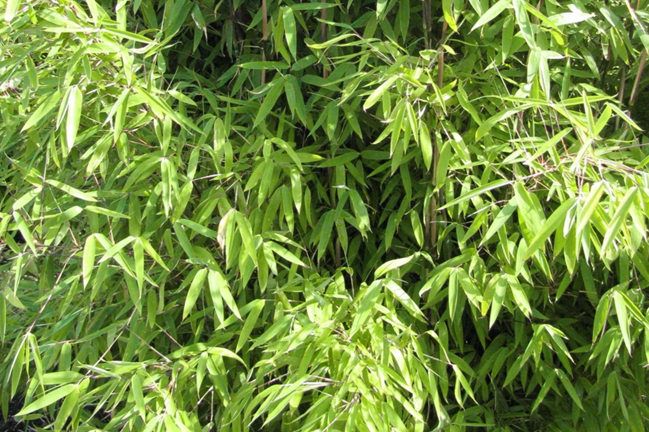 Nahaufnahme von Bambuspflanzen mit grünen Blättern