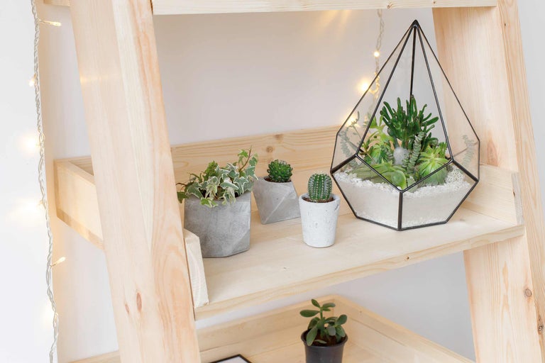 Étagère décorative en bois avec des plantes grasses en pot et un terrarium géométrique.