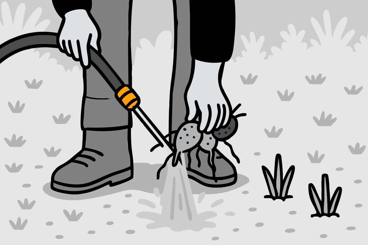 Illustration einer Person, die mit einem Gartenschlauch Ameisen bekämpft