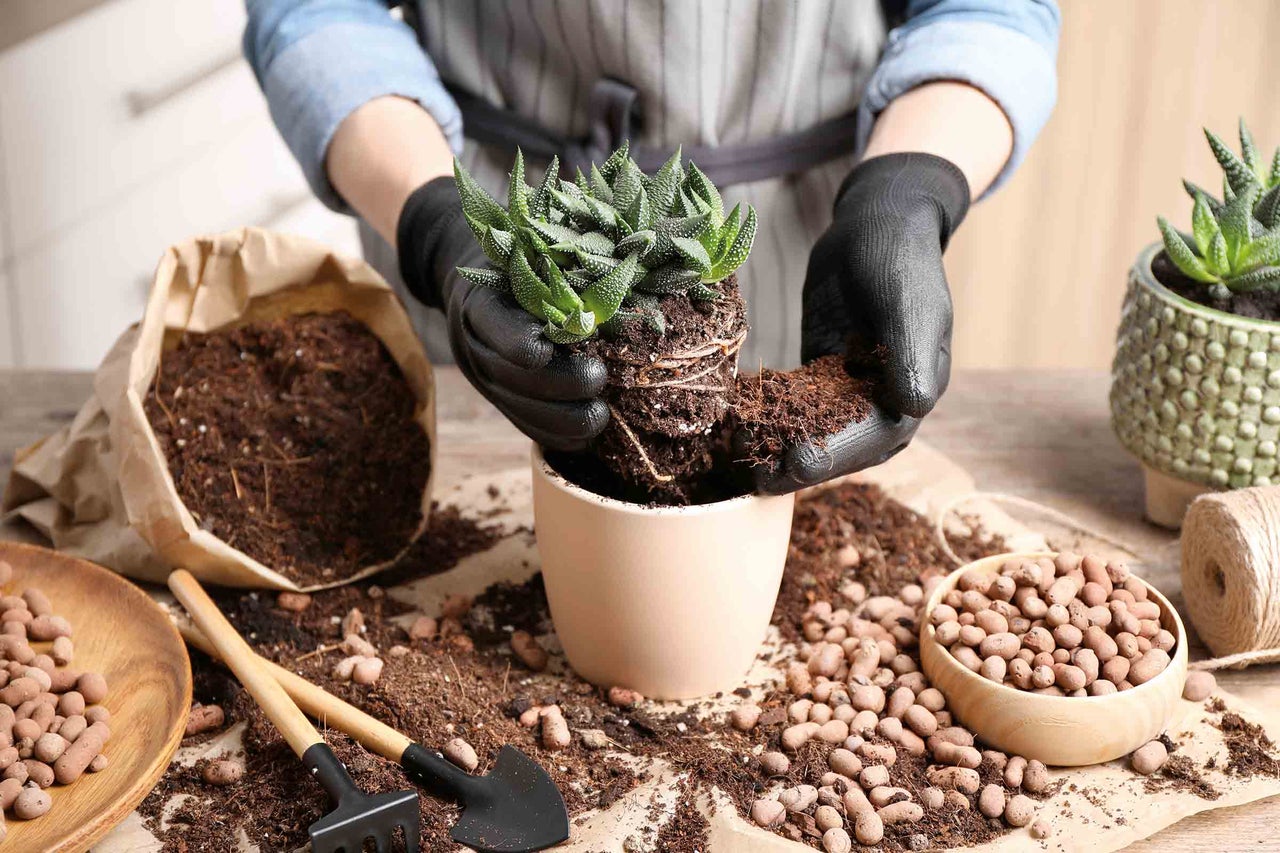 Personne plantant une plante grasse dans un pot avec de la terre et des billes d'argile
