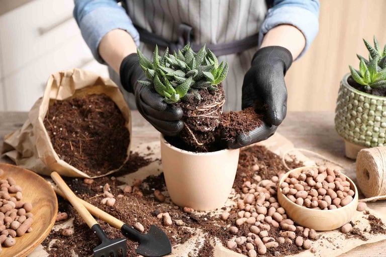 Personne plantant une plante grasse dans un pot avec de la terre et des billes d'argile