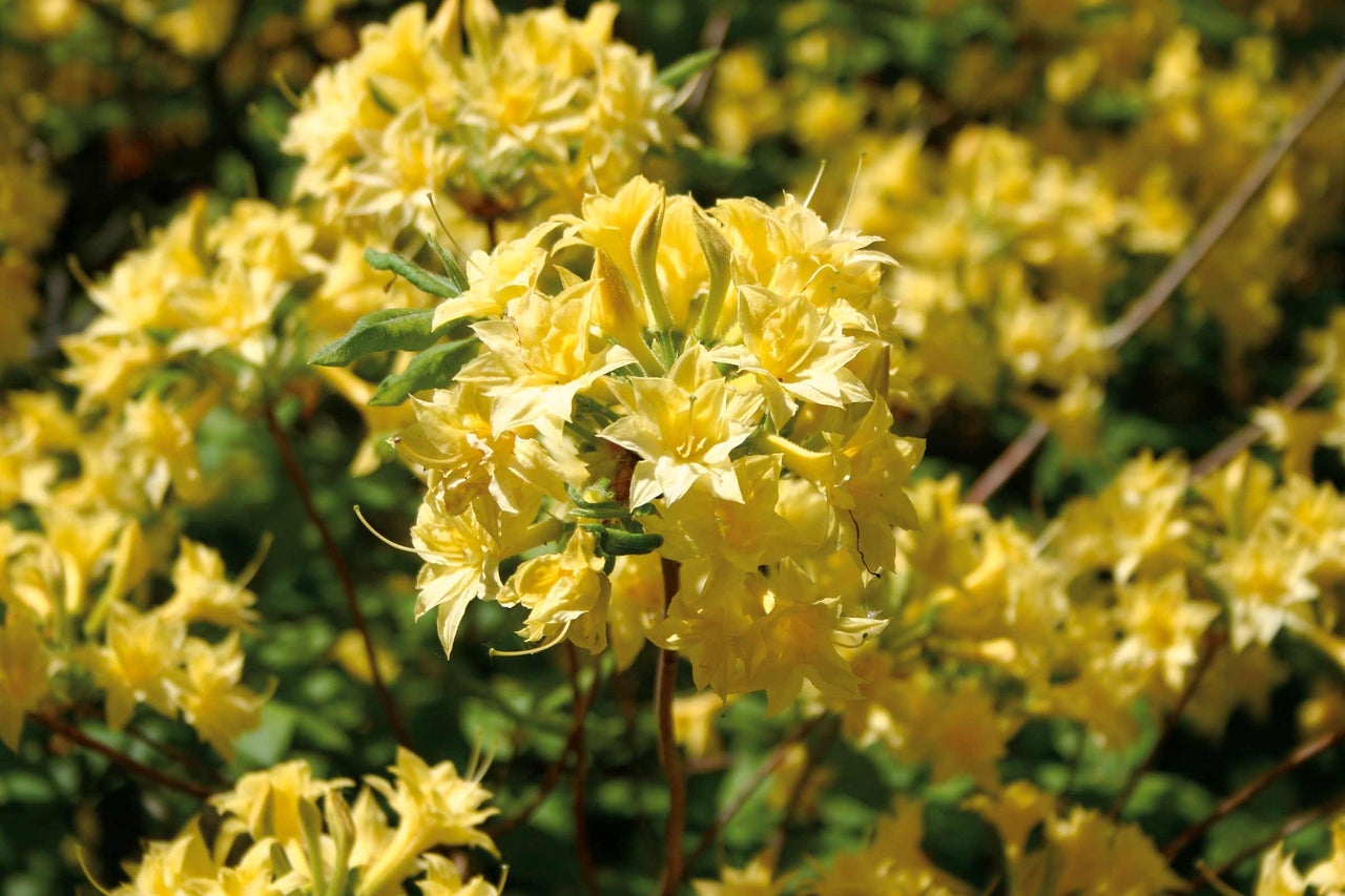 Gros plan de fleurs d'azalée jaunes