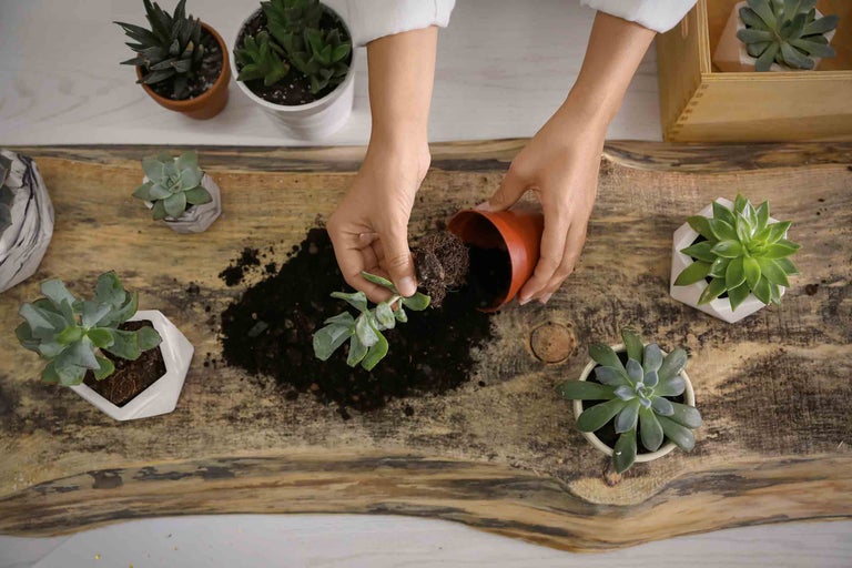 Une personne plante des plantes grasses dans des pots sur une table en bois.