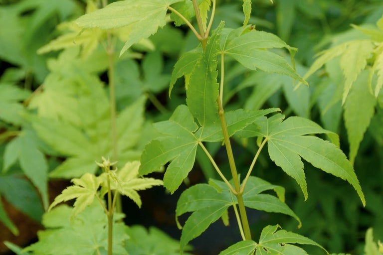 Gros plan sur les feuilles d'érable japonais