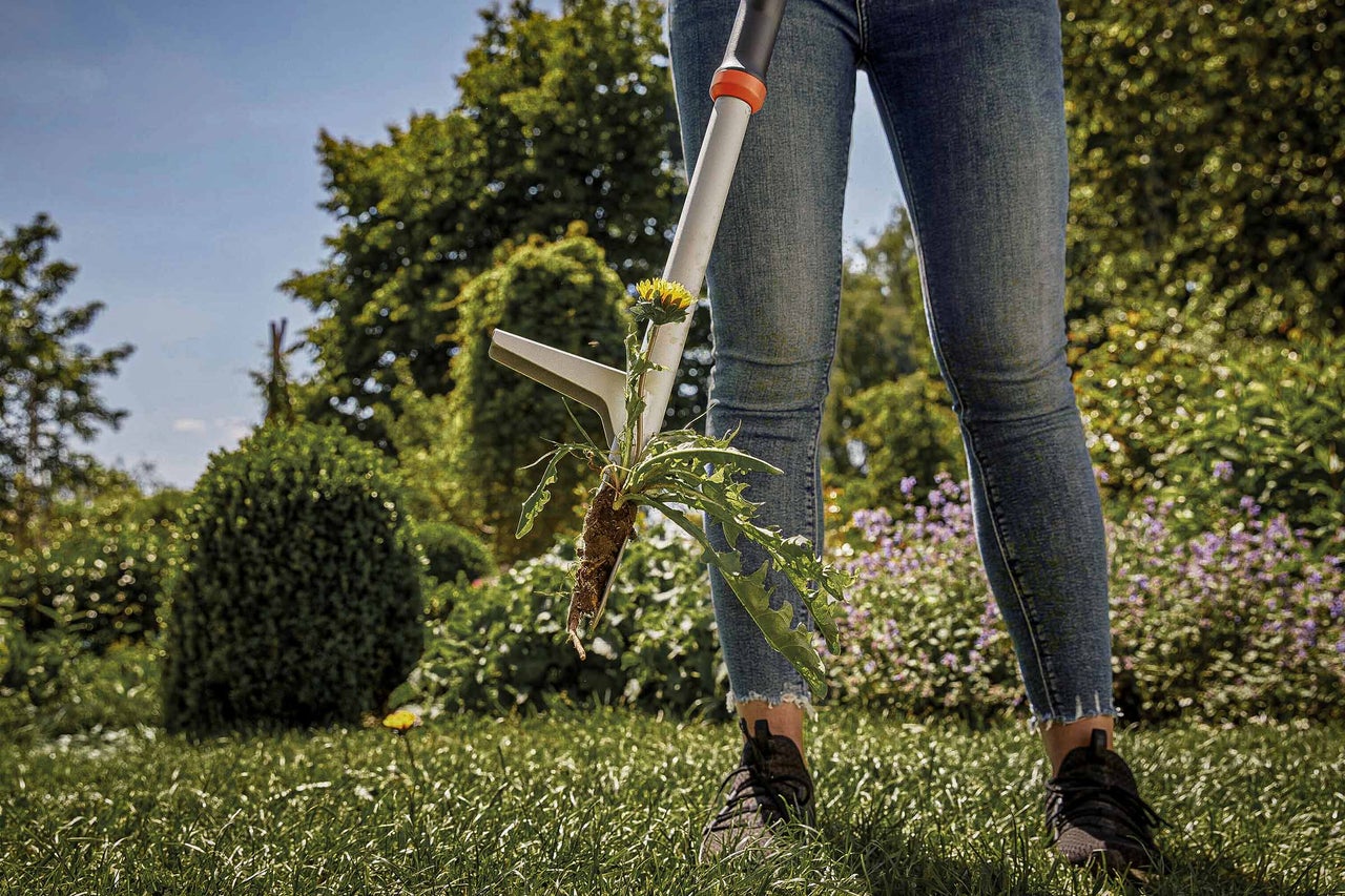 Eine Person verwendet einen Unkrautstecher, um Löwenzahn aus dem Rasen zu entfernen.